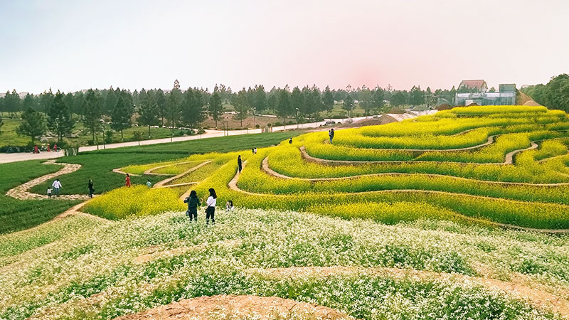 canh-dong-hoa-the-phoenix-garden